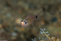 Archamia bleekeri (Yellowmouth Cardinalfish)