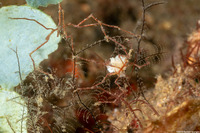 Class Pycnogonida (Sea Spider)