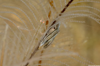 Pteria crocea (Striped Wing Oyster)