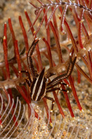 Allogalathea elegans (Elegant Crinoid Squat Lobster)