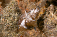Aplysia parvula (Pygmy Sea Hare)