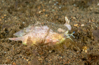 Euprotomus bulla (Bubble Conch)