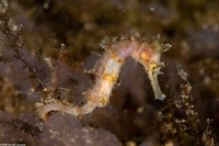 Hippocampus histrix (Thorny Seahorse)