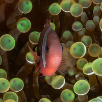 Amphiprion frenatus (Tomato Anemonefish)