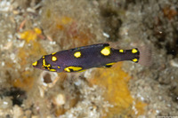 Bodianus mesothorax (Blackbelt Hogfish)