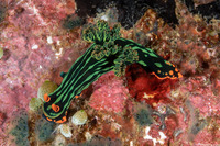 Nembrotha kubaryana (Kubaryana's Nembrotha)