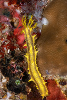 Colochirus robustus (Yellow Sea Cucumber)