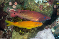 Bodianus dictynna (Redfin Hogfish)