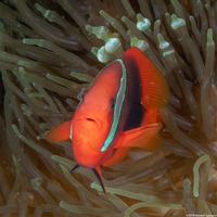 Amphiprion frenatus (Tomato Anemonefish)