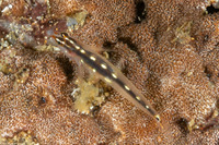 Eviota sebreei (Striped Dwarfgoby)