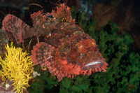 Scorpaenopsis oxycephala (Tassled Scorpionfish)