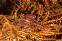 Synalpheus stimpsoni (Stimpson's Snapping Shrimp)