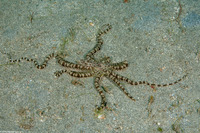 Thaumoctopus mimicus (Mimic Octopus)