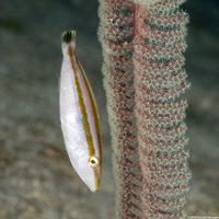 Pseudalutaris nasicornis (Rhino Filefish)