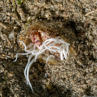 Lissocarcinus laevis (Harlequin Swimming Crab)