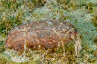 Cavernularia sp.1 (Cavernularia sp.1)