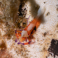 Zenopontonia rex (Emperor Shrimp)