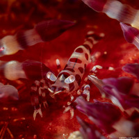 Periclimenes colemani (Coleman Shrimp)