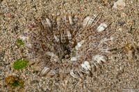 Heteractis aurora (Beaded Sea Anemone)