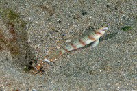 Alpheus randalli (Randall's Snapping Shrimp)