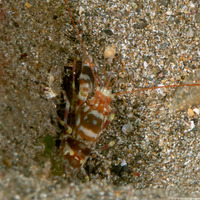 Alpheus randalli (Randall's Snapping Shrimp)