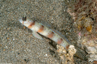 Amblyeleotris masuii (Maiusi's Shrimpgoby)