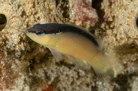 Pseudochromis perspicillatus (Blackstripe Dottyback)
