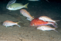 Parupeneus heptacanthus (Cinnibar Goatfish)