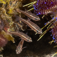 Ostorhinchus moluccensis (Moluccan Cardinalfish)