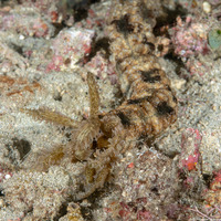 Synapta maculata (Spotted Worm Sea Cucumber)