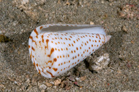 Conus pulicarius (Flea Cone)