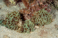 Euphyllia ancora (Anchor Coral)