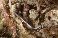 Baseodiscus hemprichii (Striped Ribbon Worm)