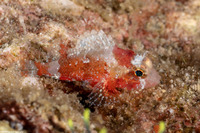 Sebastapistes strongia (Barchin Scorpionfish)