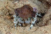 Cyclocoeloma tuberculatum (Corallimorph Decorator Crab)