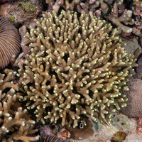 Porites nigrescens (Rough Finger Coral)