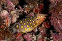 Ophichthys polyophthalmus (Large-Spotted Snake Eel)