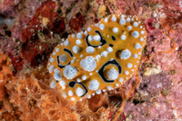 Phyllidia ocellata (Ocellated Phyllidia)