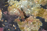 Rhynchocinetes durbanensis (Dancing Shrimp)