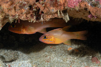 Ostorhinchus chrysotaenia (Yellowlined Cardinalfish)