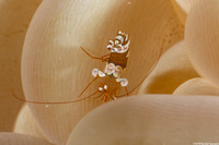 Thor amboinensis (Squat Shrimp)