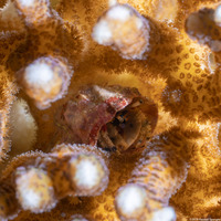 Calcinus pulcher (Beautiful Hermit Crab)