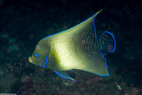 Pomacanthus semicirculatus (Semicircle Angelfish)