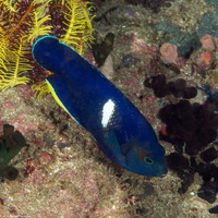 Centropyge tibicen (Keyhole Angelfish)
