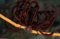 Himerometra roustipinna (Robust Feather Star)