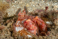 Lysiosquilla lisa (Lisa's Mantis Shrimp)