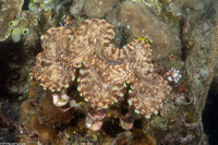 Tridacna squamosa (Fluted Giant Clam)