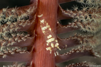 Periclimenes sp.1 (Soft Coral Commensal Shrimp)