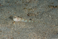 Trachinocephalus myops (Snakefish)