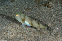 Iniistius aneitensis (Whitepatch Razorfish)